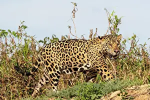 Cuiaba: Bresil, Mato Grosso, region du Pantanal, jaguar