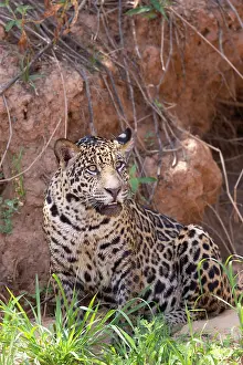 Chasse: Bresil, Mato Grosso, region du Pantanal, jaguar