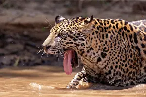 Chasse: Bresil, Mato Grosso, region du Pantanal, jaguar