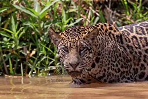 Chasse: Bresil, Mato Grosso, region du Pantanal, jaguar