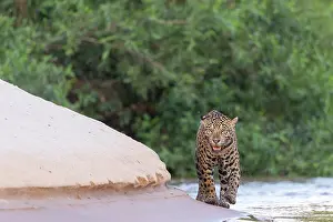 Chasse: Bresil, Mato Grosso, region du Pantanal, jaguar