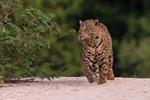 Chasse: Bresil, Mato Grosso, region du Pantanal, jaguar