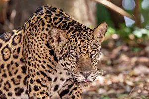 Chasse: Bresil, Mato Grosso, region du Pantanal, jaguar