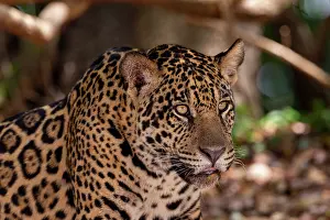 Chasse: Bresil, Mato Grosso, region du Pantanal, jaguar