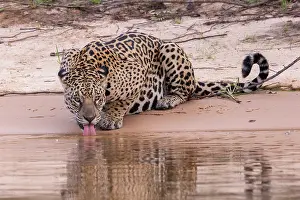 Cuiaba: Bresil, Mato Grosso, region du Pantanal, jaguar