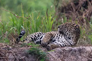 Cuiaba: Bresil, Mato Grosso, region du Pantanal, jaguar