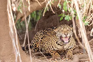 Agressive: Bresil, Mato Grosso, region du Pantanal, jaguar