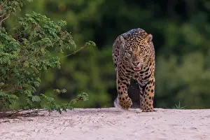 Chasse: Bresil, Mato Grosso, region du Pantanal, jaguar