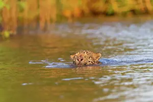 Chasse: Bresil, Mato Grosso, region du Pantanal, jaguar