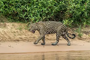 Chasse: Bresil, Mato Grosso, region du Pantanal, jaguar