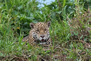 Cuiaba: Bresil, Mato Grosso, region du Pantanal, jaguar