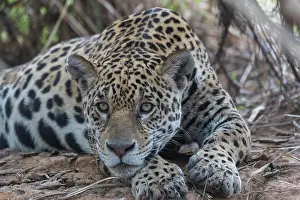 Cuiaba: Bresil, Mato Grosso, region du Pantanal, jaguar