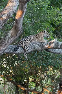 Cuiaba: Bresil, Mato Grosso, region du Pantanal, jaguar