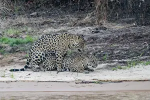 Jaguar: Bresil, Mato Grosso, region du Pantanal, jaguar