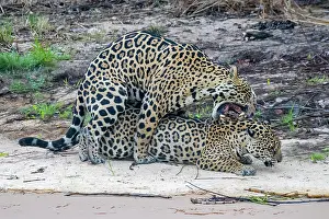 Jaguar: Bresil, Mato Grosso, region du Pantanal, jaguar