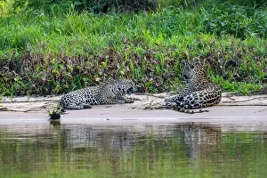 Jaguar: Bresil, Mato Grosso, region du Pantanal, jaguar