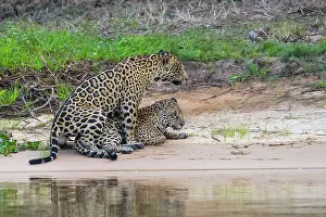 Jaguar: Bresil, Mato Grosso, region du Pantanal, jaguar