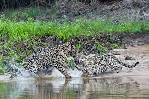 Jaguar: Bresil, Mato Grosso, region du Pantanal, jaguar