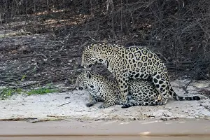 Jaguar: Bresil, Mato Grosso, region du Pantanal, jaguar