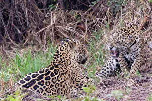 Cuiaba: Bresil, Mato Grosso, region du Pantanal, jaguar