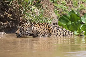 Cuiaba: Bresil, Mato Grosso, region du Pantanal, jaguar