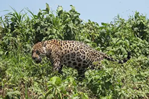Cuiaba: Bresil, Mato Grosso, region du Pantanal, jaguar