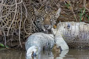 Caiman: Bresil, Mato Grosso, region du Pantanal, jaguar