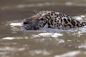 Chasse: Bresil, Mato Grosso, region du Pantanal, jaguar