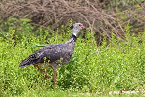 Chauna: Bresil, Mato Grosso, region du Pantanal, Kamichi