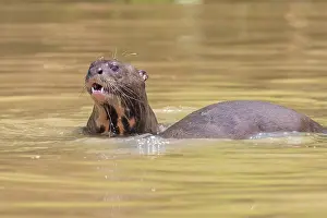 Zone: Bresil, Mato Grosso, region du Pantanal, Loutre