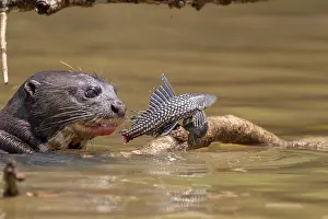 Zone: Bresil, Mato Grosso, region du Pantanal, Loutre