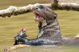 Zone: Bresil, Mato Grosso, region du Pantanal, Loutre