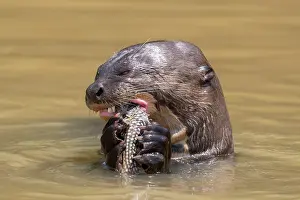 Zone: Bresil, Mato Grosso, region du Pantanal, Loutre