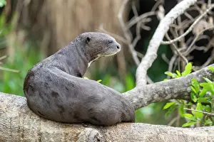 Zone: Bresil, Mato Grosso, region du Pantanal, Loutre