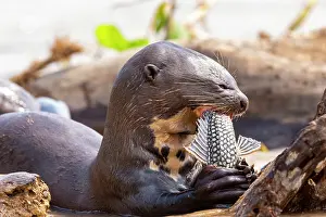 Zone: Bresil, Mato Grosso, region du Pantanal, Loutre
