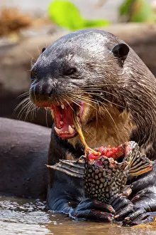 Zone: Bresil, Mato Grosso, region du Pantanal, Loutre