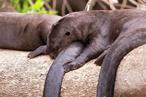 Zone: Bresil, Mato Grosso, region du Pantanal, Loutre