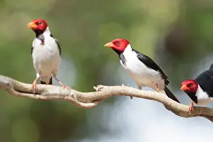Emberizidae: Bresil, Mato Grosso, region du Pantanal, Paroare