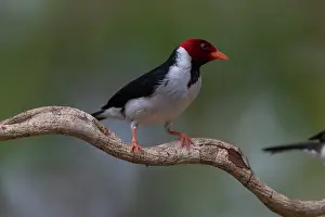 Emberizidae: Bresil, Mato Grosso, region du Pantanal, Paroare