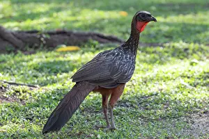 Amerique: Bresil, Mato Grosso, region du Pantanal, Penelope