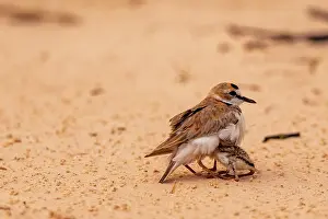 Charadrius: Bresil, Mato Grosso, region du Pantanal, Pluvier