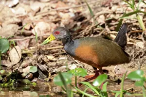 Amerique: Bresil, Mato Grosso, region du Pantanal, Rale de