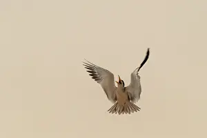 Amerique: Bresil, Mato Grosso, region du Pantanal, Sterne