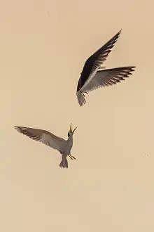 Niger: Bresil, Mato Grosso, region du Pantanal, Sterne
