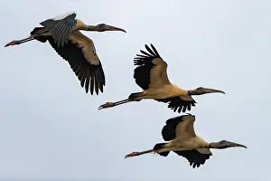 Groupe: Bresil, Mato Grosso, region du Pantanal, Tantale