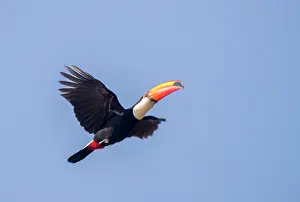 Ramphastos: Bresil, Mato Grosso, region du Pantanal, Toucan