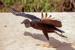 Amerique: Bresil, Mato Grosso, region du Pantanal, Urubu