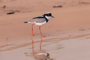 Amerique: Bresil, Mato Grosso, region du Pantanal, Vanneau