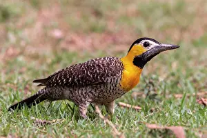 Campestris: Bresil, Mato Grosso, region du PantanalPic champetre