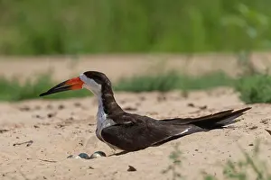 Niger: Bresil, Mato Grosso, Sud de Cuiaba, Bec-en-ciseaux